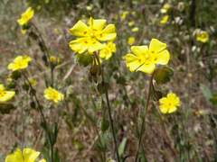Tuberaria macrosepala