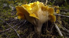 Cantharellus cascadensis