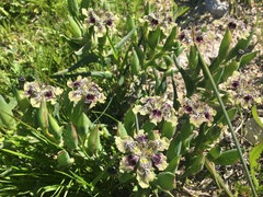 Ferraria densepunctulata