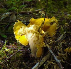 Cantharellus cascadensis