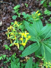 Senecio ovatus alpestris