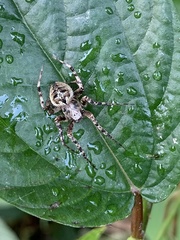 Araneus ventricosus