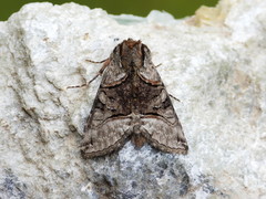 Abrostola tripartita