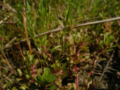 Illecebrum verticillatum