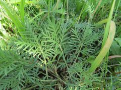 Potentilla tergemina