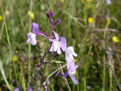Linaria incarnata