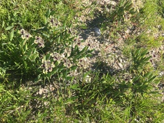 Ferraria densepunctulata