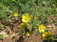 Potentilla tergemina