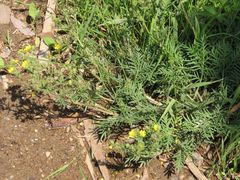Potentilla tergemina