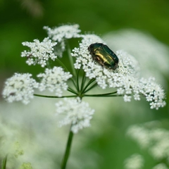 Cetonia aurata