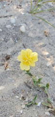 Oenothera humifusa
