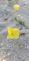 Oenothera humifusa