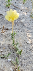 Oenothera humifusa