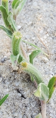 Oenothera humifusa