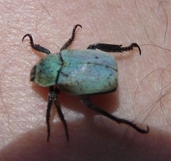 Hoplia argentea