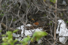 Turdus migratorius