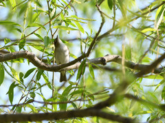 Vireo olivaceus