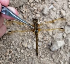 Sympetrum striolatum imitoides
