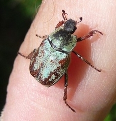 Hoplia argentea