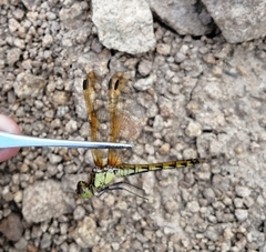 Sympetrum striolatum imitoides