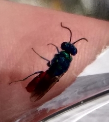 Chrysis ignita