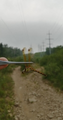 Sympetrum striolatum imitoides