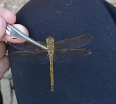 Sympetrum striolatum imitoides