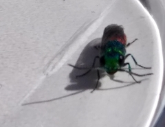 Chrysis ignita