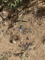 Lithodora fruticosa