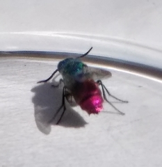 Chrysis ignita