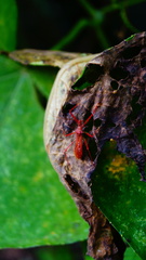 Rocconota tuberculigera