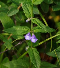Scutellaria yezoensis