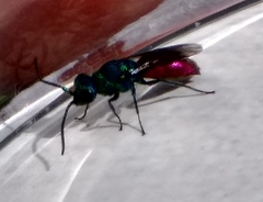 Chrysis ignita