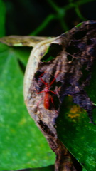 Rocconota tuberculigera