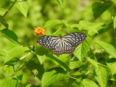 Papilio clytia clytia
