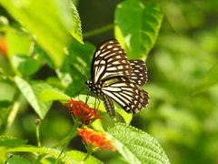 Papilio clytia clytia