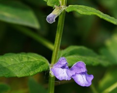 Scutellaria yezoensis