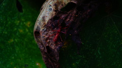 Rocconota tuberculigera