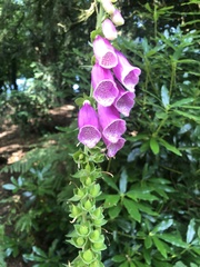 Digitalis purpurea