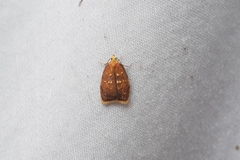 Acleris curvalana