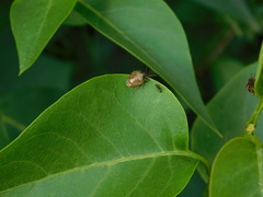 Rubiconia intermedia