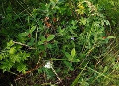 Scutellaria yezoensis