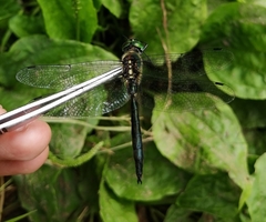 Somatochlora graeseri