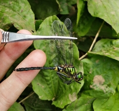 Somatochlora graeseri