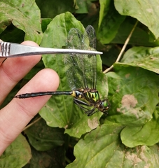 Somatochlora graeseri