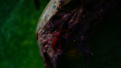 Rocconota tuberculigera