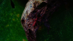 Rocconota tuberculigera