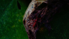 Rocconota tuberculigera