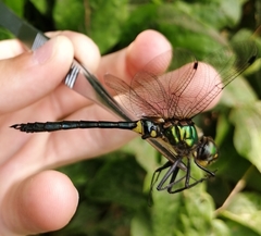 Somatochlora graeseri