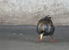 Sturnus vulgaris